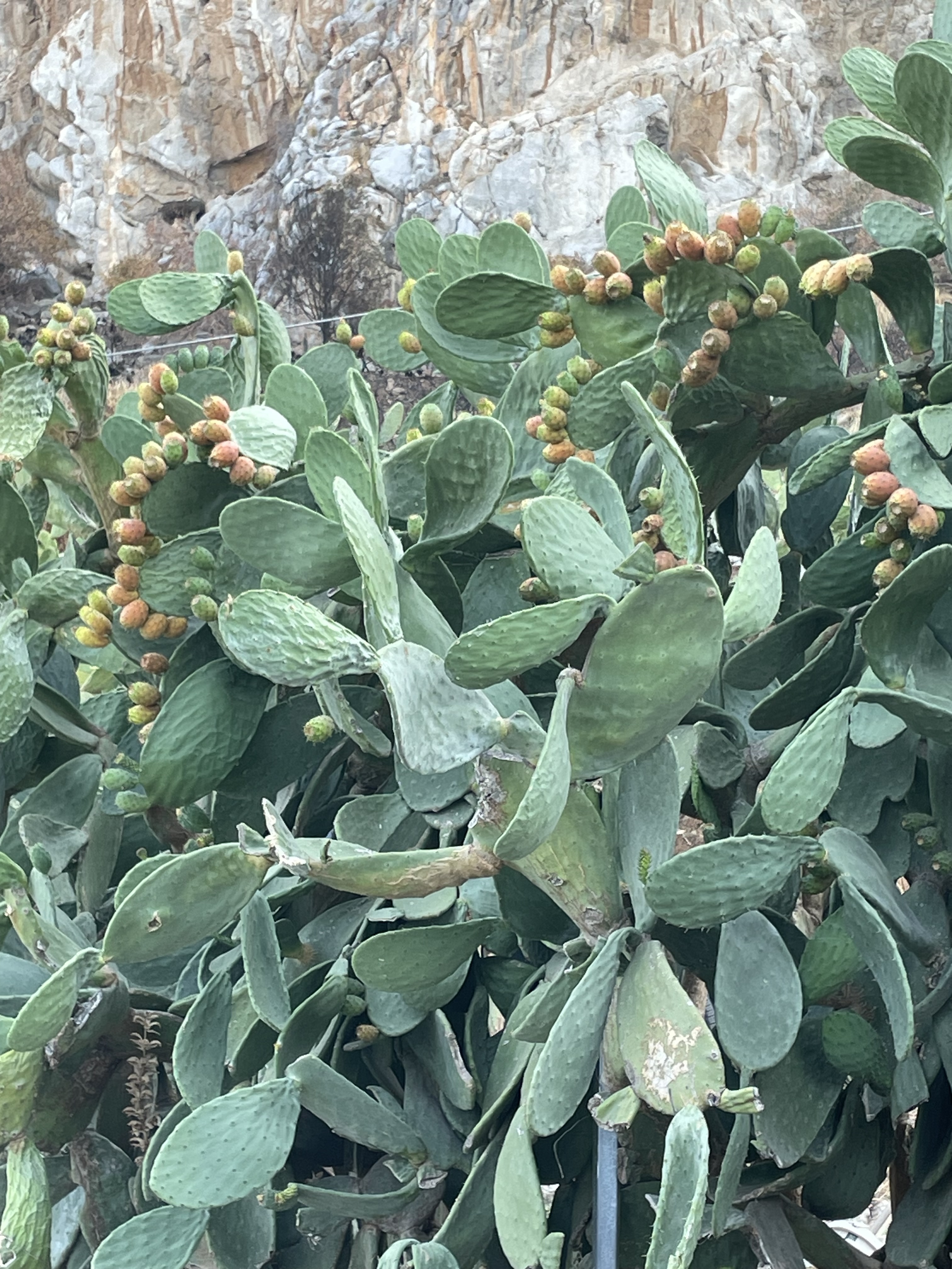 شاب احسان احسان