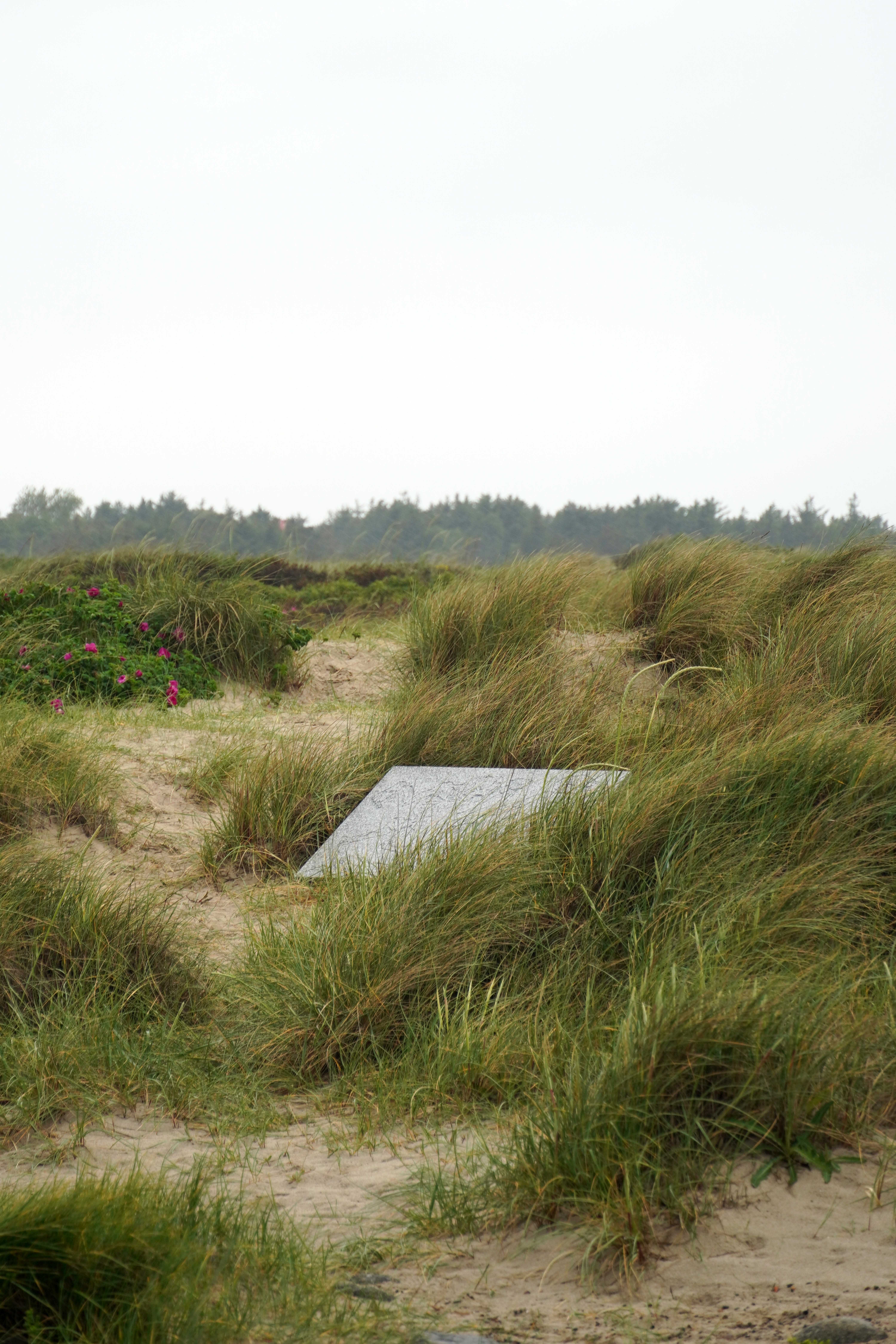 شاب احسان احسان